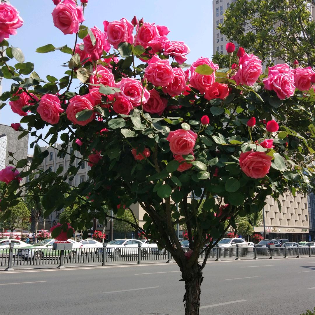 春梅