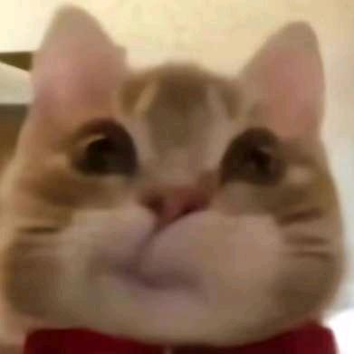 一个噘嘴猫