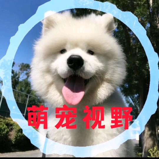 萌宠视野