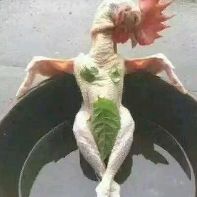 大勇哥