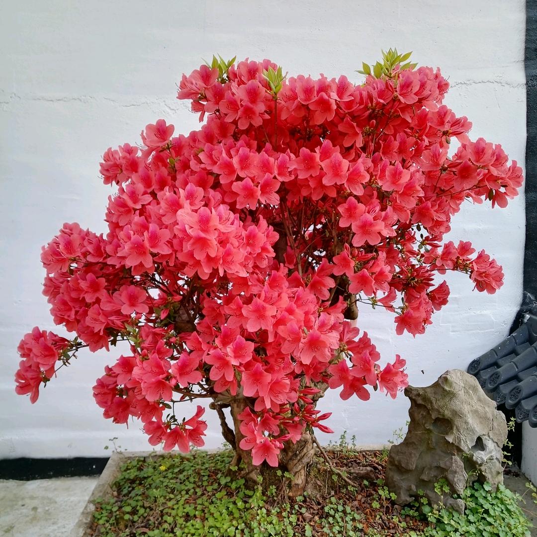 千景园盆景山庄【主理人】