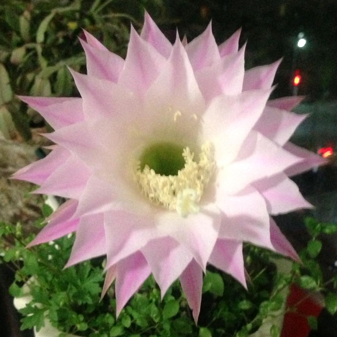 花语精品购🌸GO