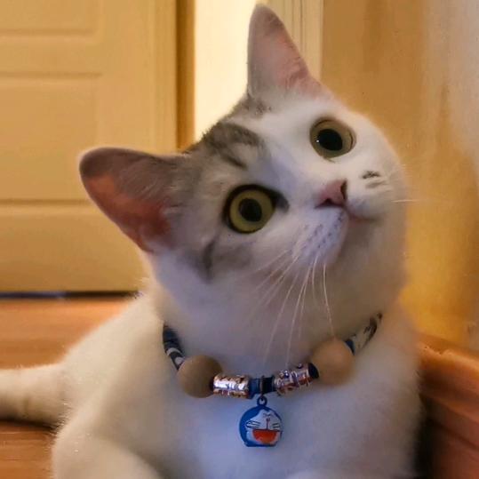 a瓜子是只猫