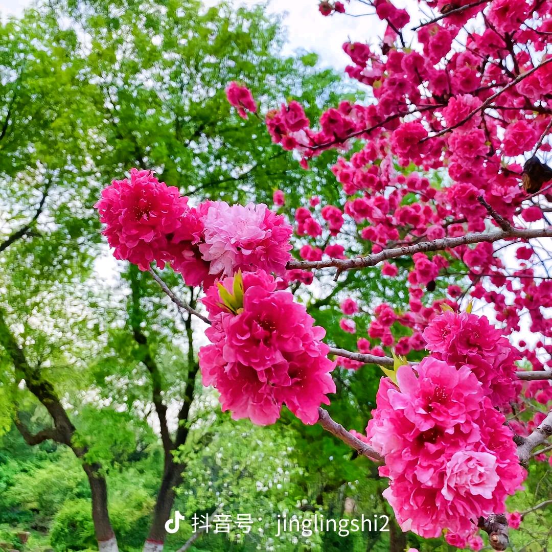 开心快乐🌹🌹🌷🌷