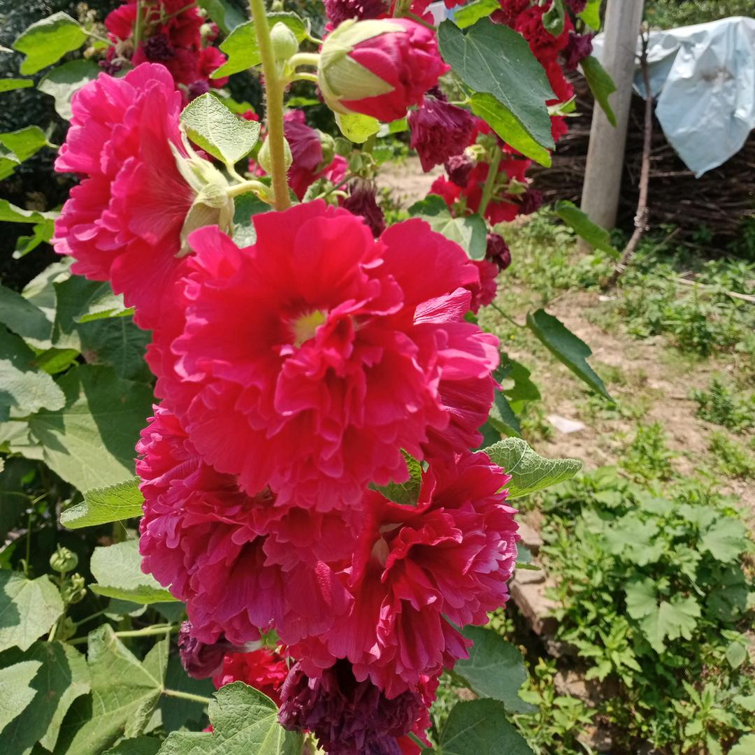 顺其自然