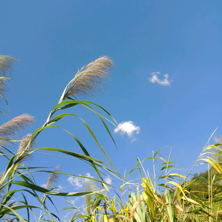 小香香