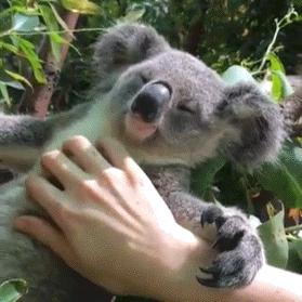 修身齐家❤️考拉哥