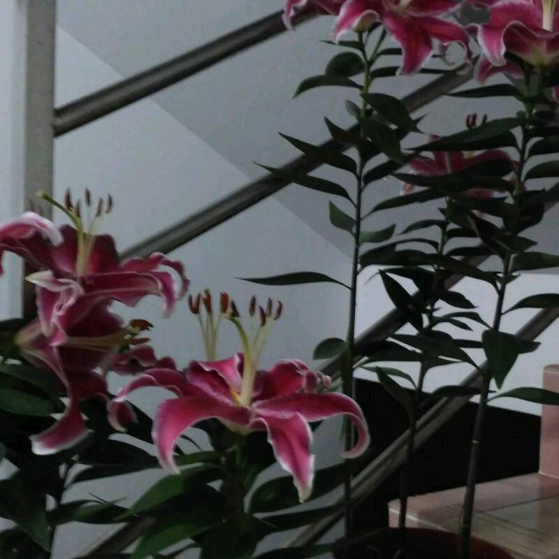 桃桃