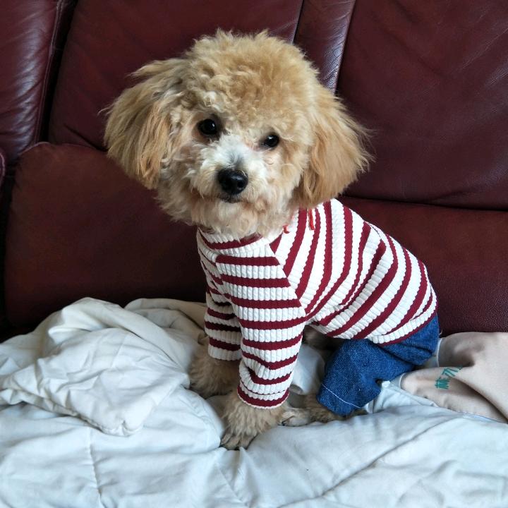 xiao媚