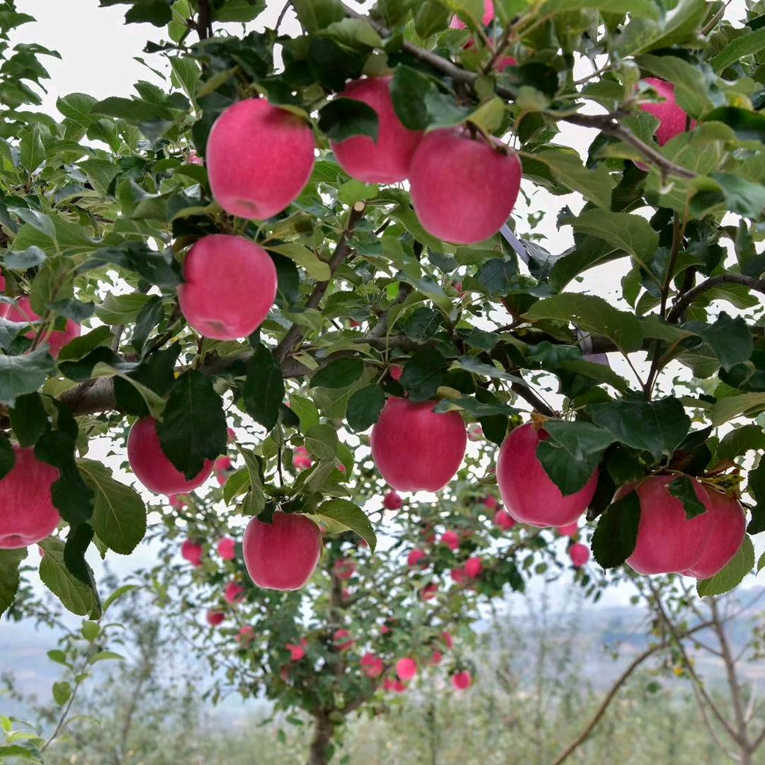 静宁   🍎🍎  炎隆