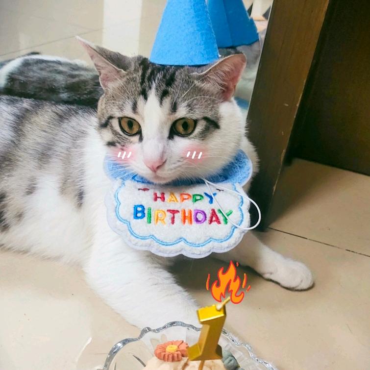 🌈PP是只小脑斧