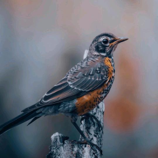阳光少年