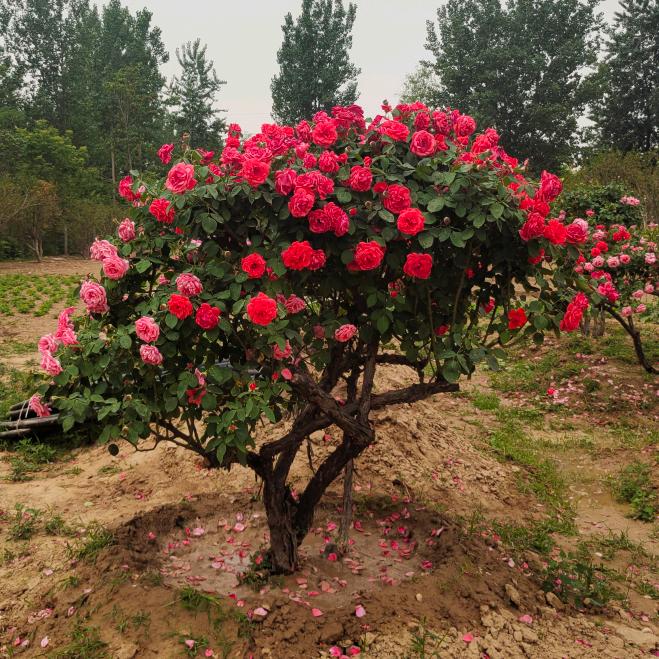 菏泽市绿之缘园林绿化有限公司