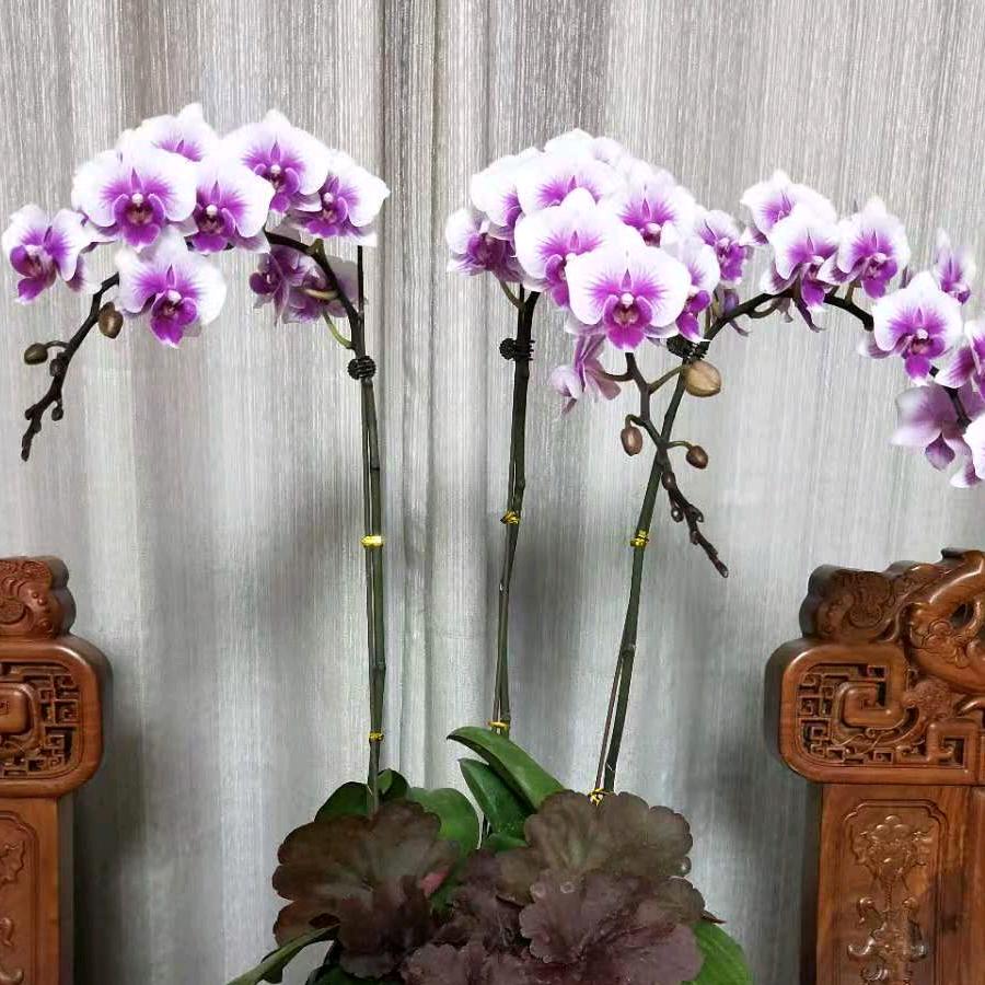 林丰农场
