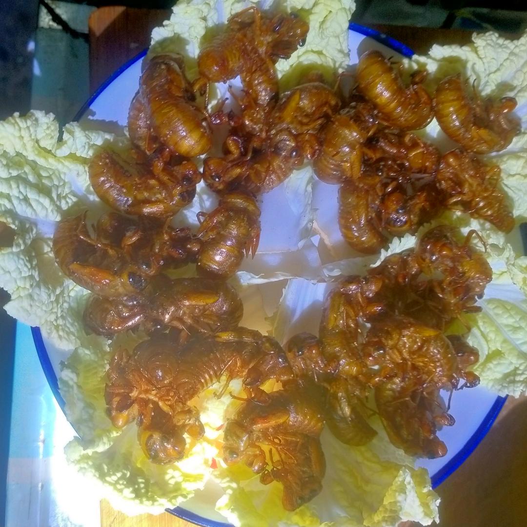 金蝉，青蚯蚓养殖合作社