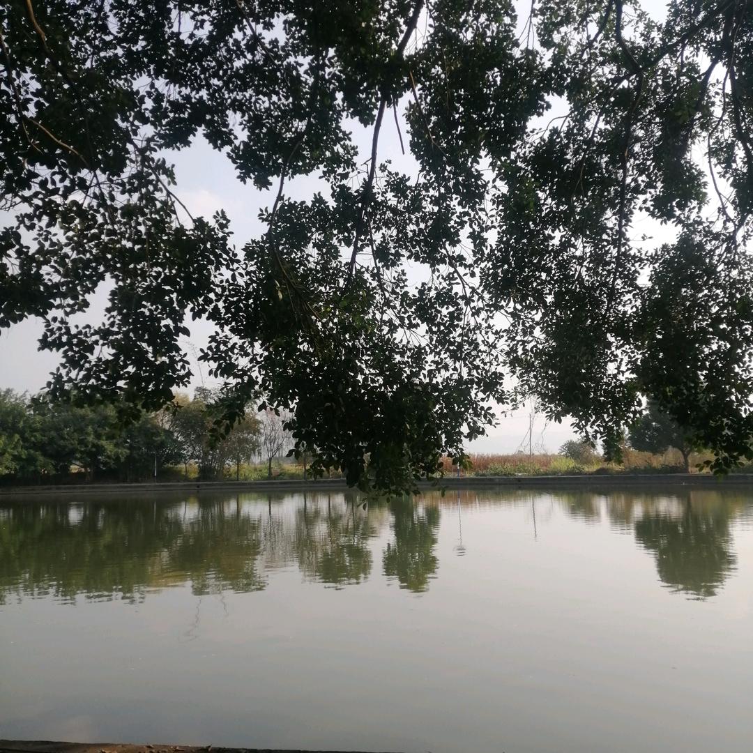 青爱的（赞必回）