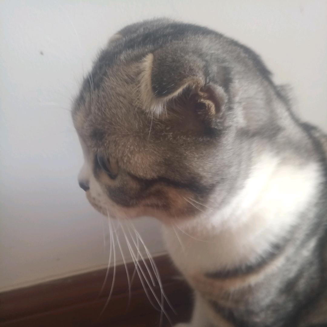 招财金宝