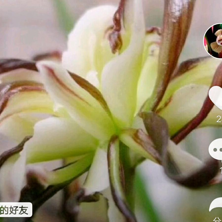 盘州兰花植料和干花
