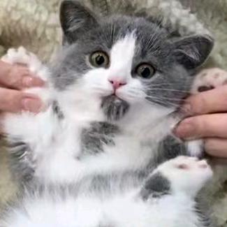 一只丢丢球