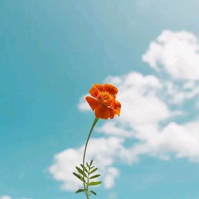 静待🌸裳