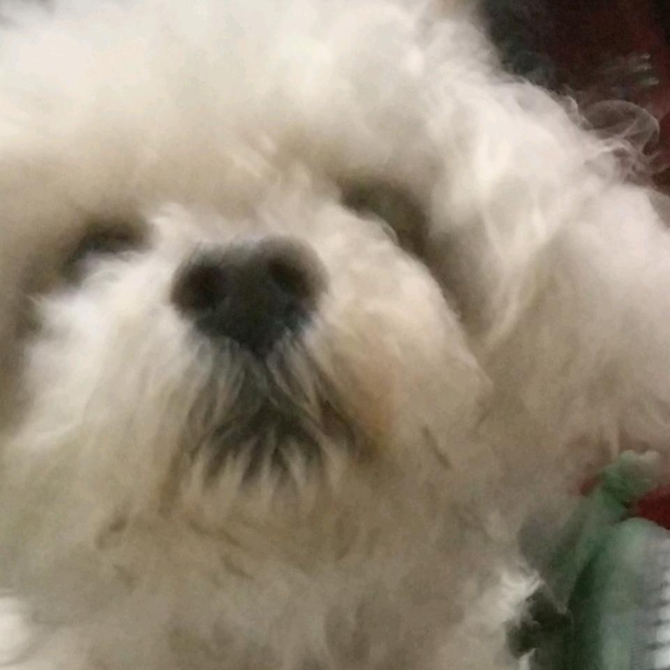鼋美的神