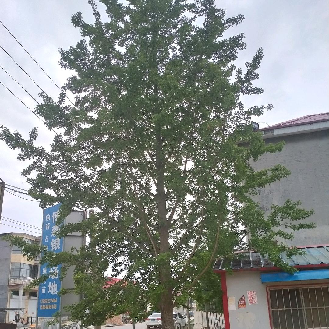 临沂永盛园林绿化有限公司