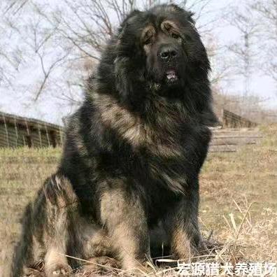 王哥养犬
