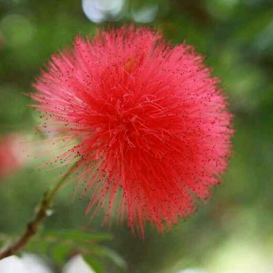 春暖花开杨
