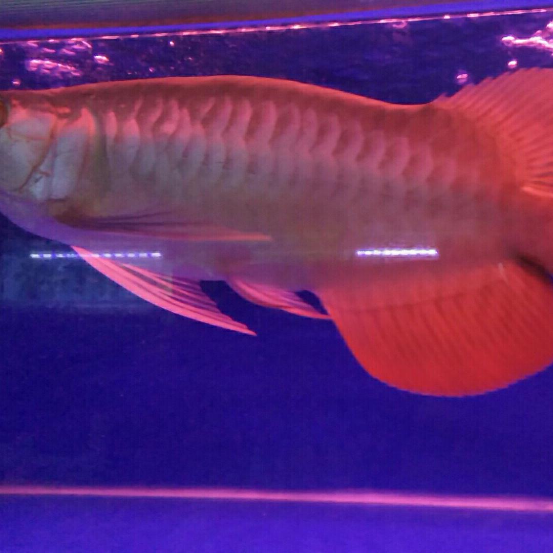 华丽水族