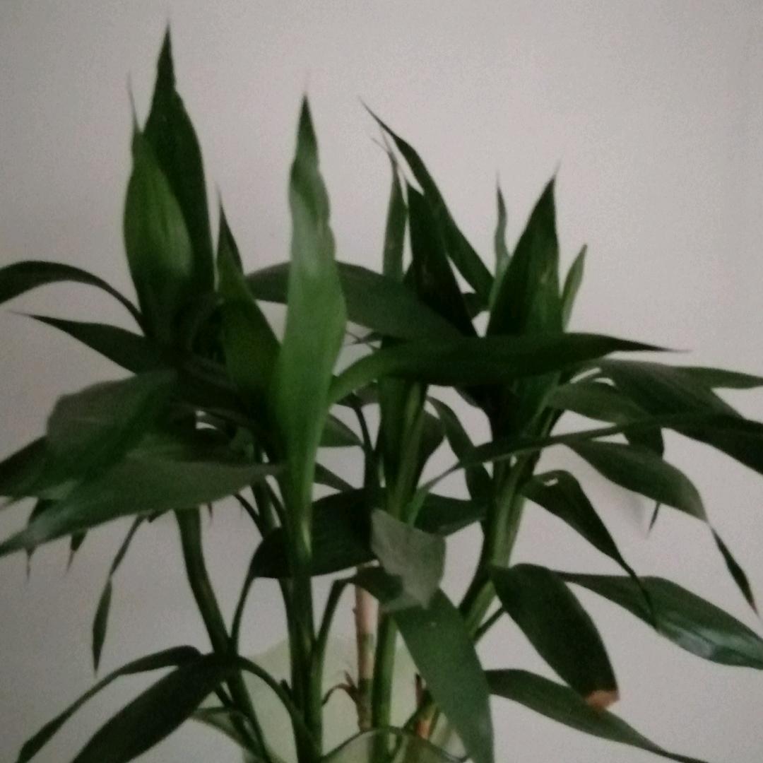 富贵竹