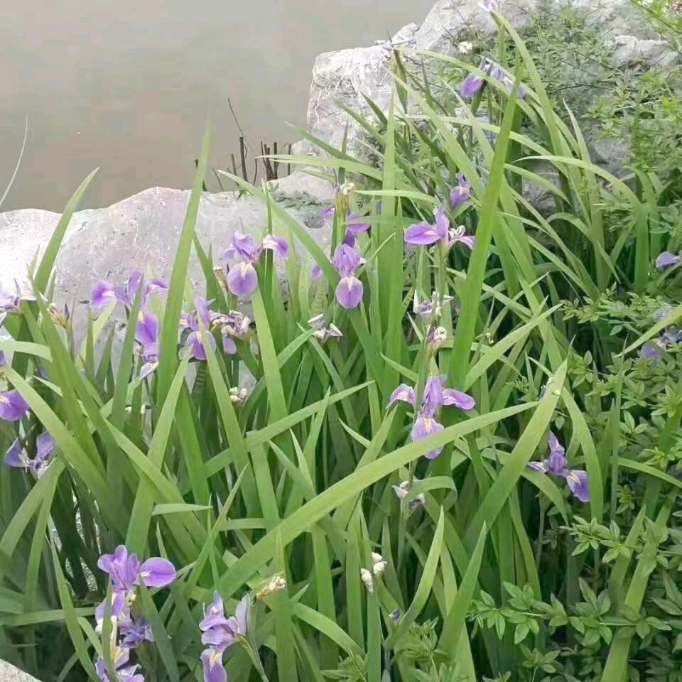 平淡