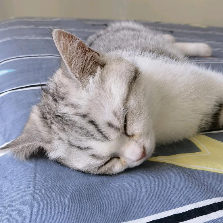 格瓦斯的猫