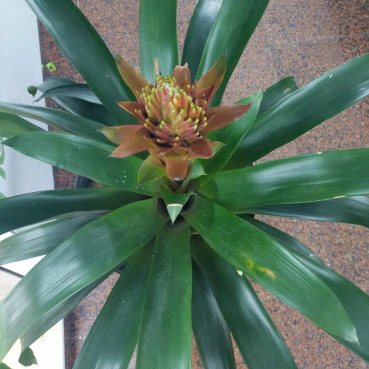 蓉