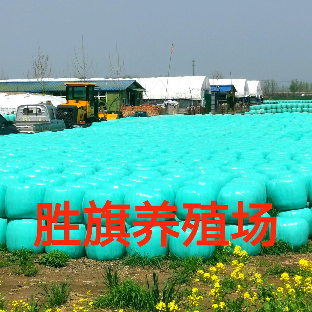 胜旗牧草