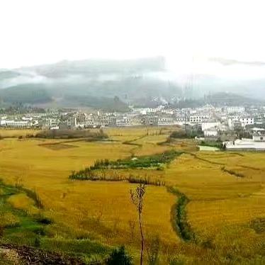 杨若尘