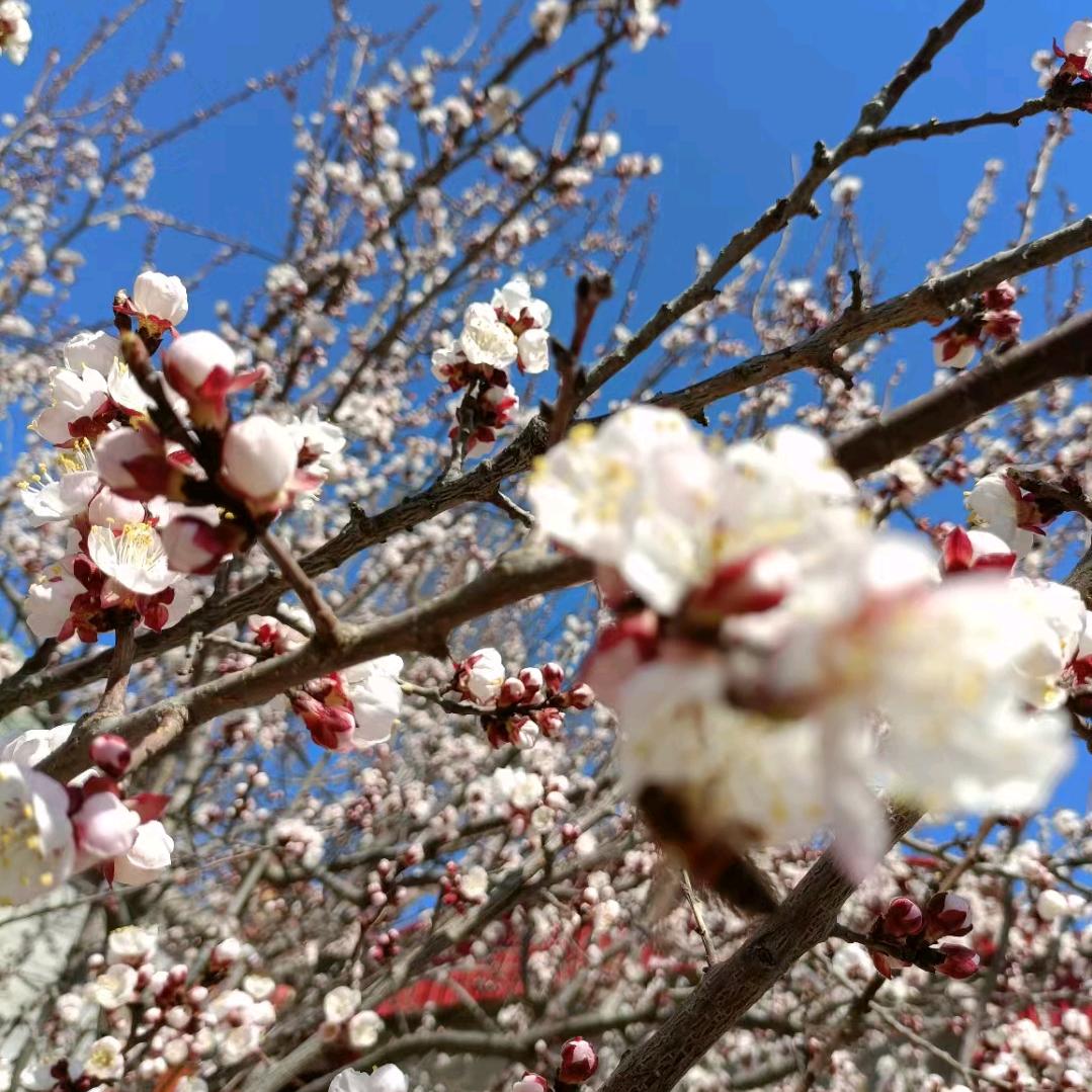 杏花庄白杏采摘