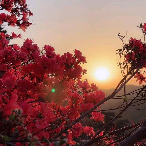 深中情花毒