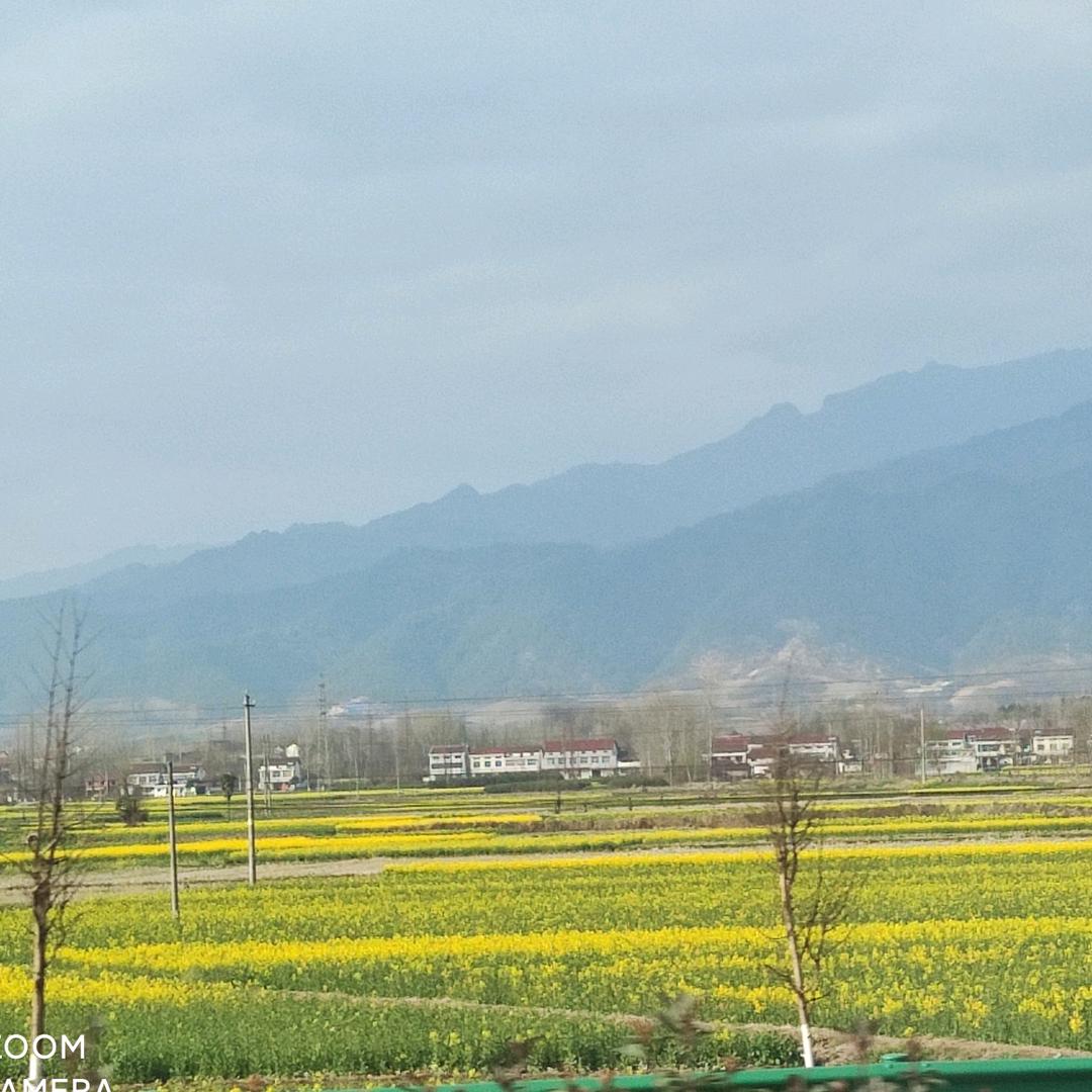 花儿绽放