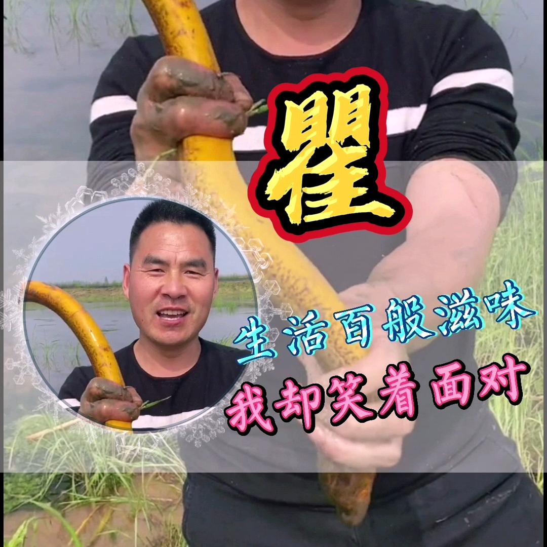 鳝精（517）