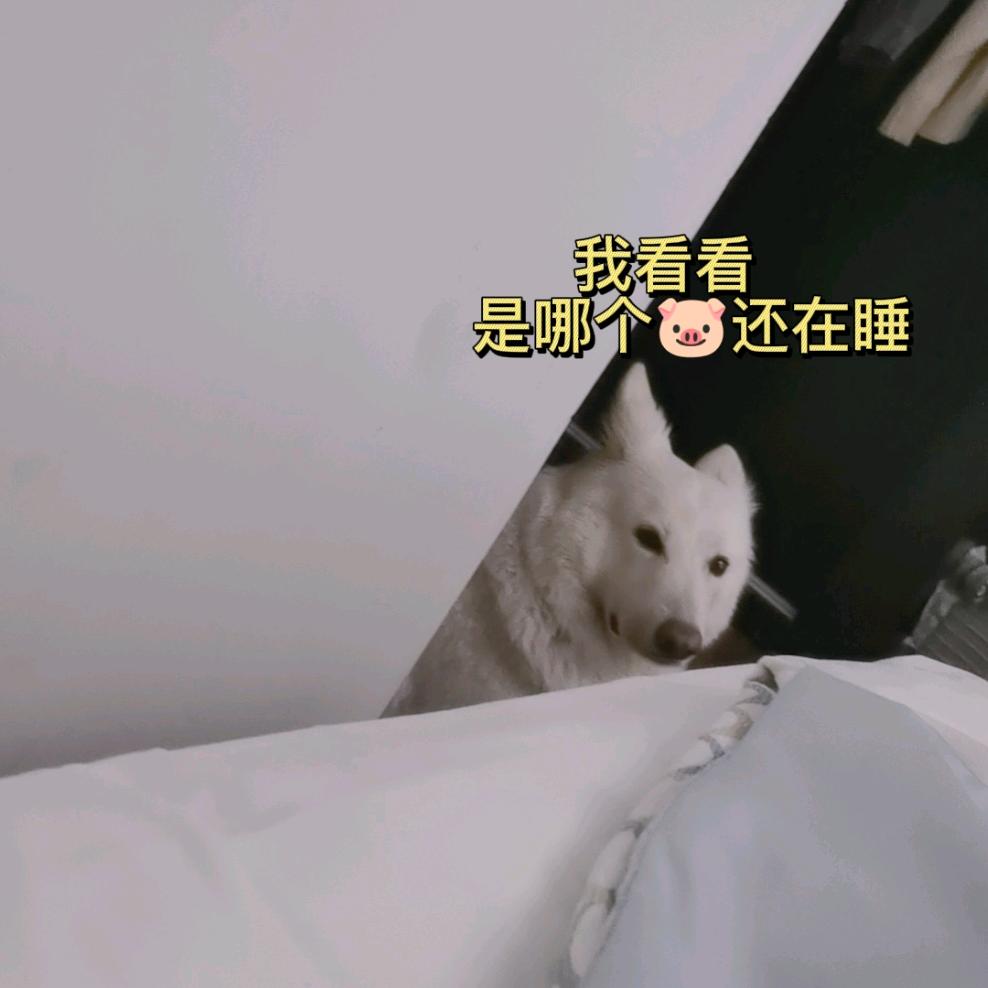 义子没有继