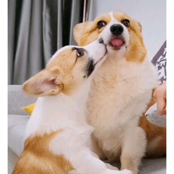 可乐在家