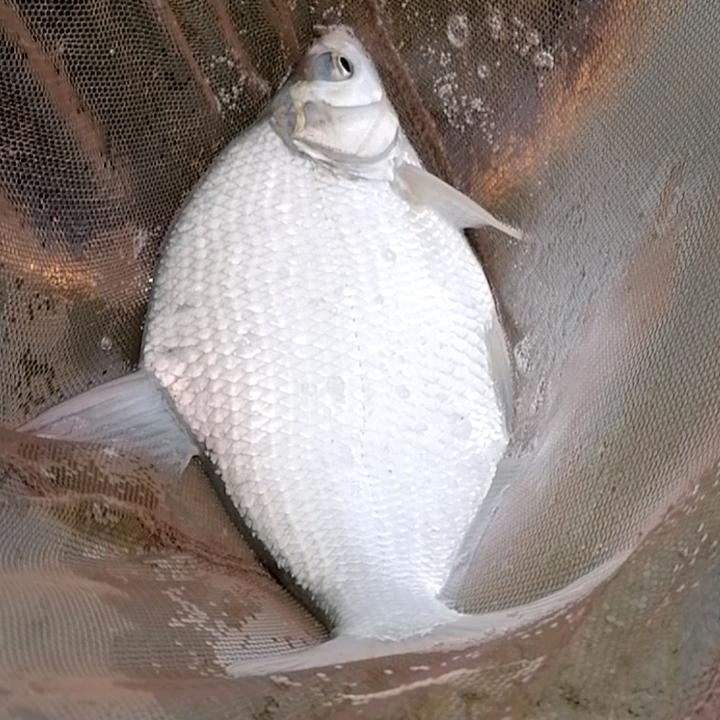 新手钓鱼