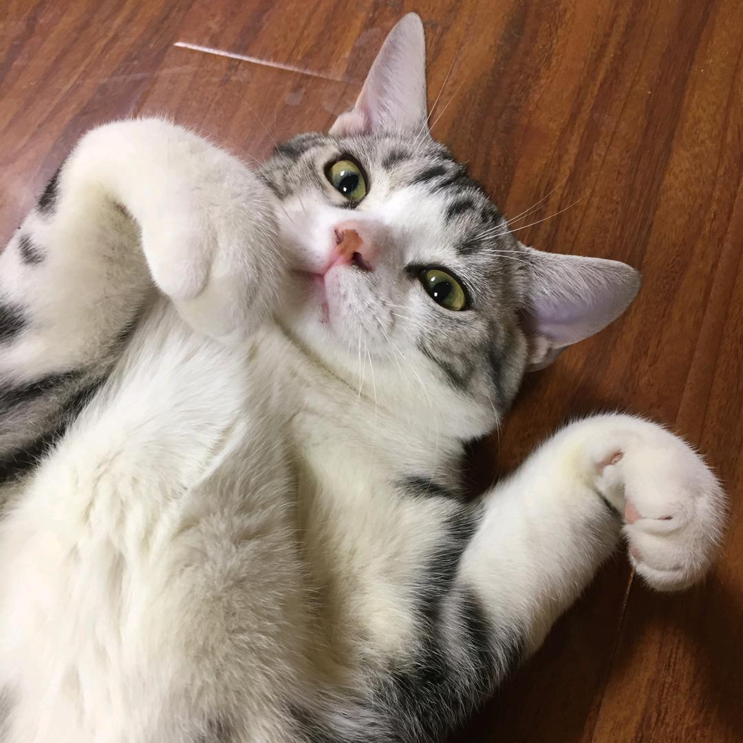 双刀机械狼