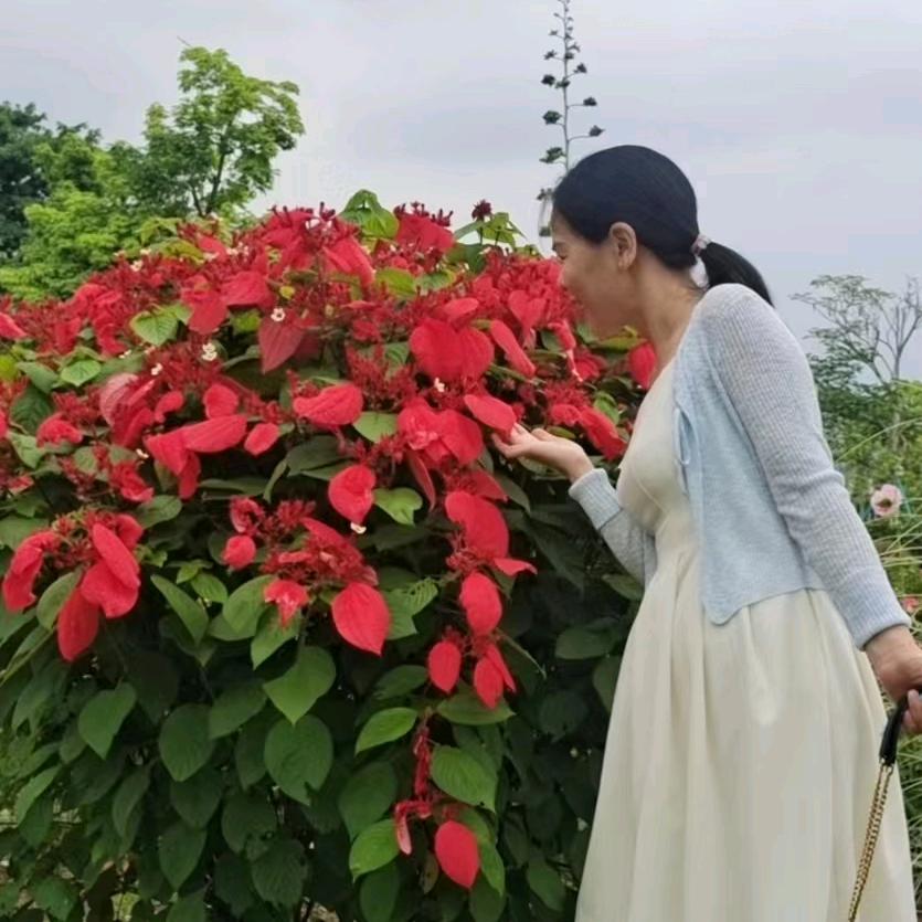 蓝色的康乃馨