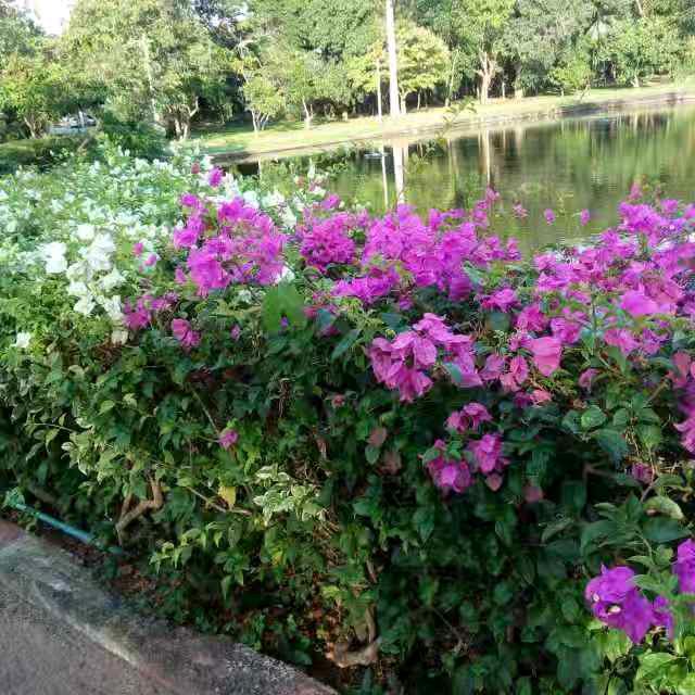 陡沟镇胡连忠农资