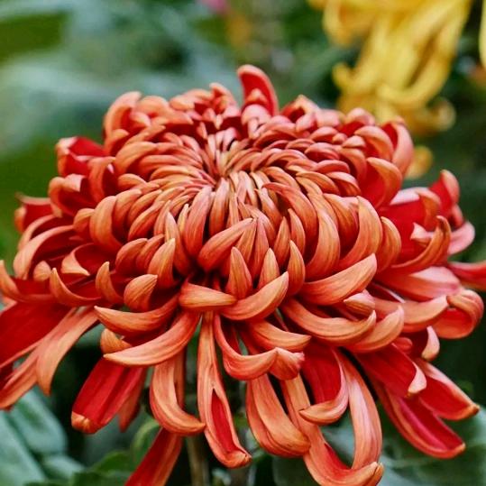 悠悠