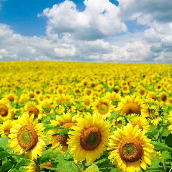 专业室内油漆工@小杨