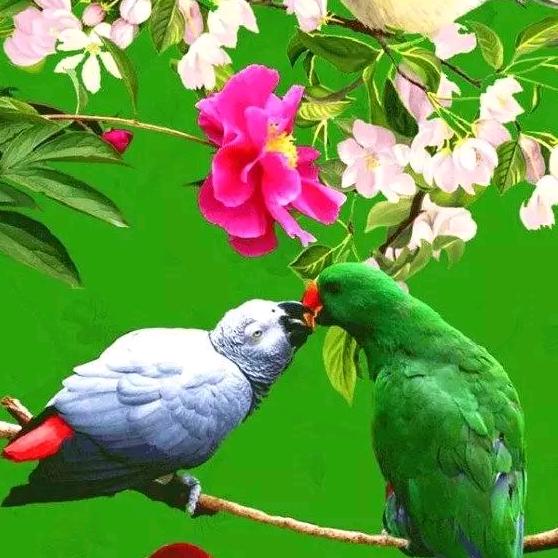 《素素》笑看风云