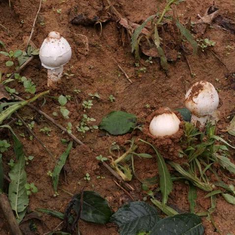 杨升爱水泥批发配送中心