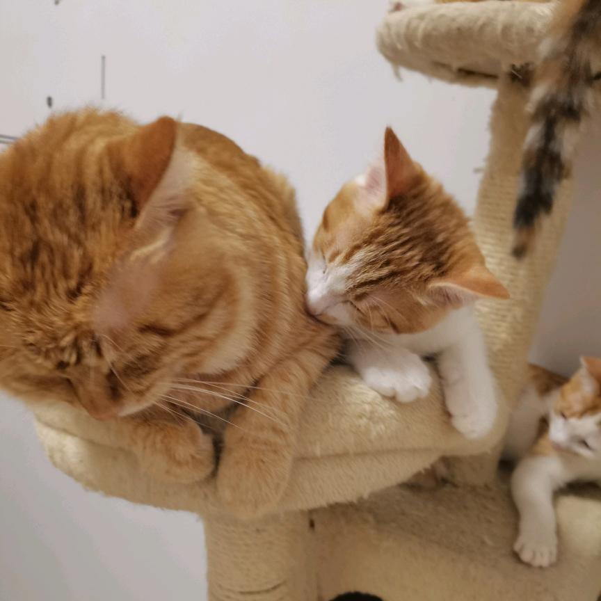 圆猫家的16只猫咪🐱